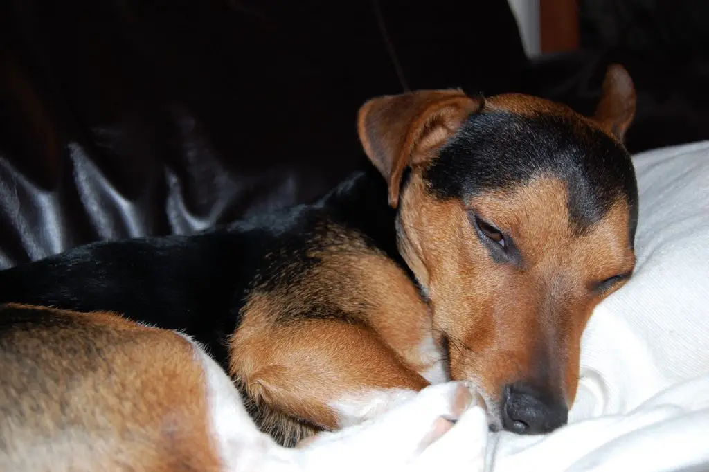 Black and Tan Jack Russell