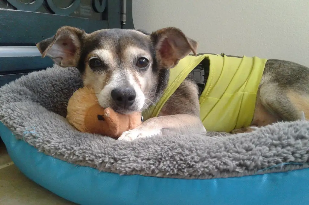 Dog essentials - Jack Russell Bed