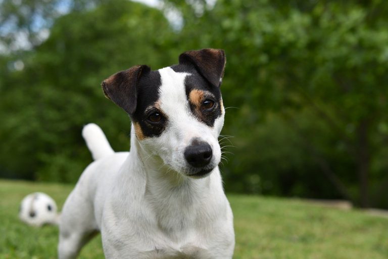 Training a Jack Russell - How to train a Jack Russell Terrier