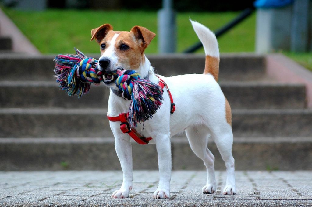 Jack Russell Personality