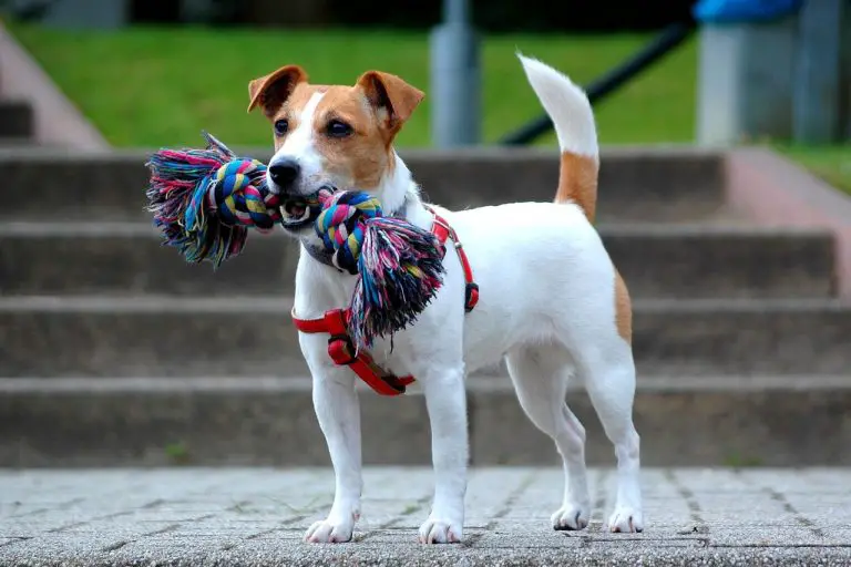 Training a Jack Russell - How to train a Jack Russell Terrier