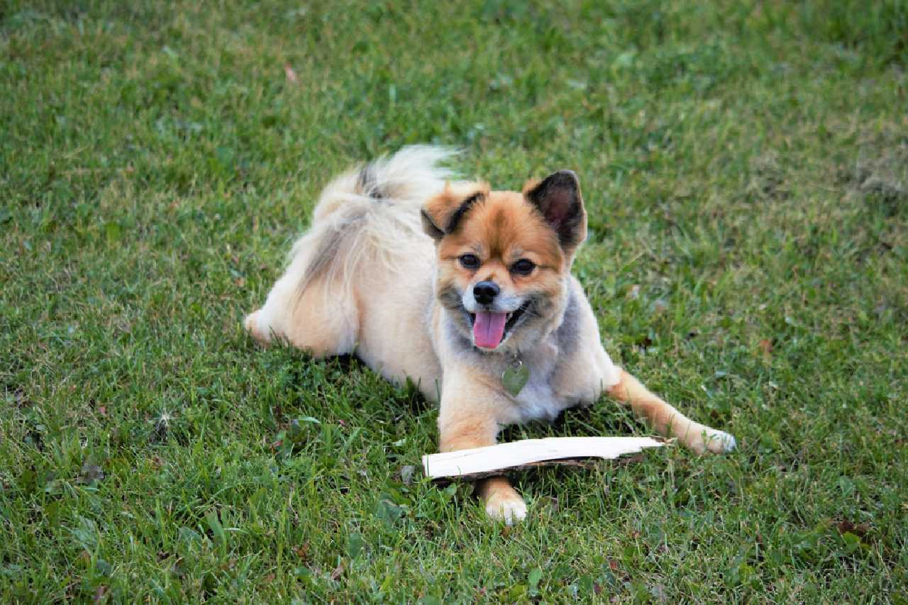 Jack Russell Pomeranian Cross Jack Russell World