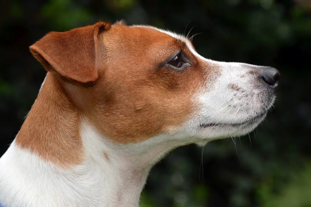 Jack Russell Terrier