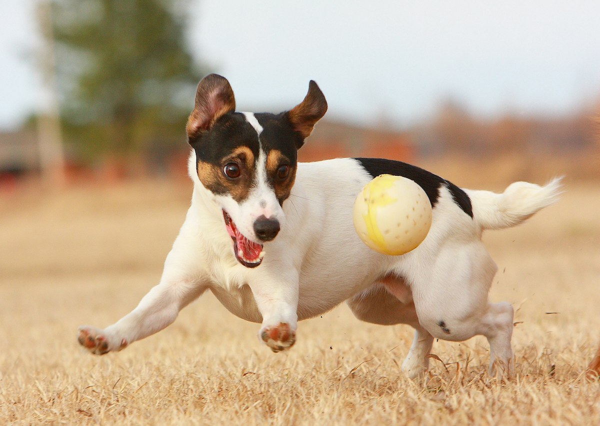 Jack Russell Toys