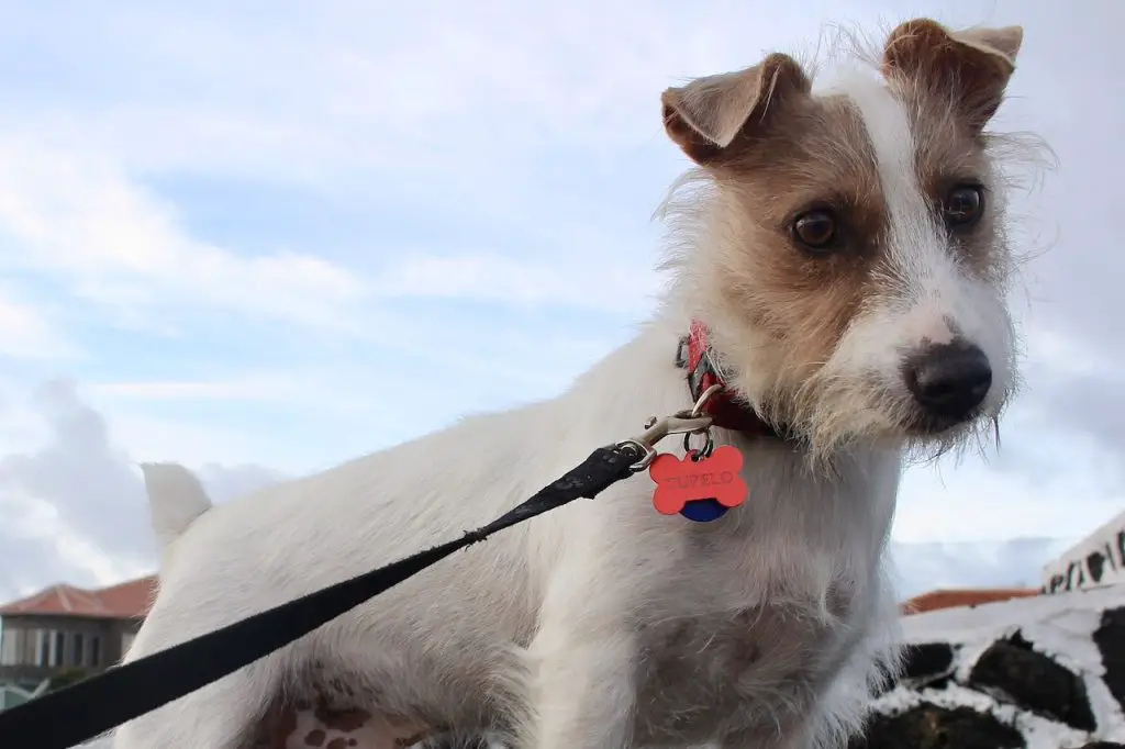 Rough coated Jack Russell