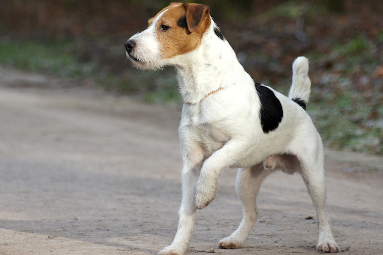 Jack Russell Size How big is a Jack Russell Terrier?