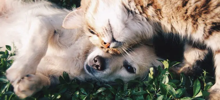 Jack Russells and Cats