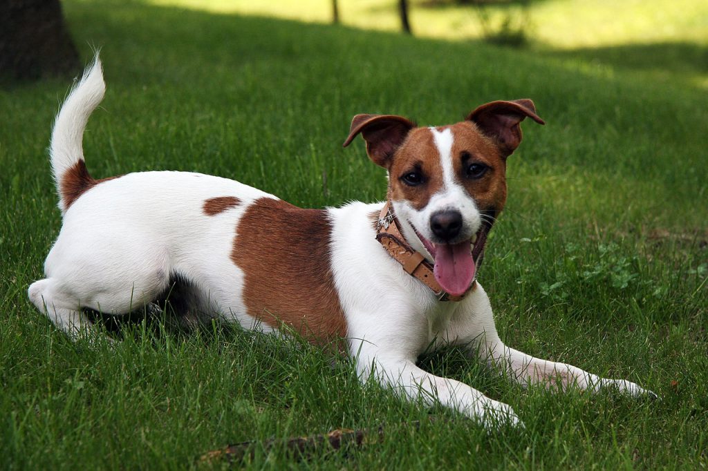 do Jack Russells shed