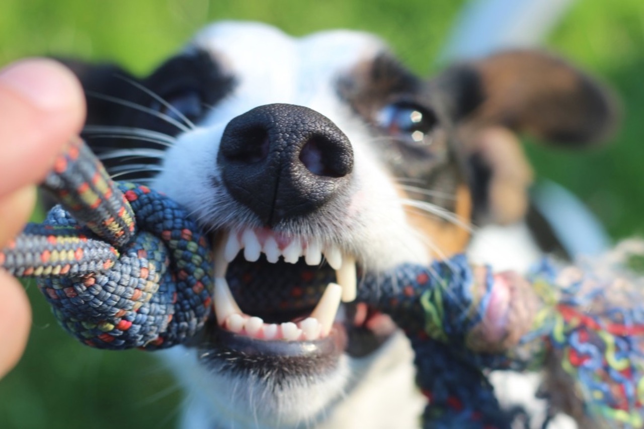 Are Jack Russells Aggressive? Jack Russell World