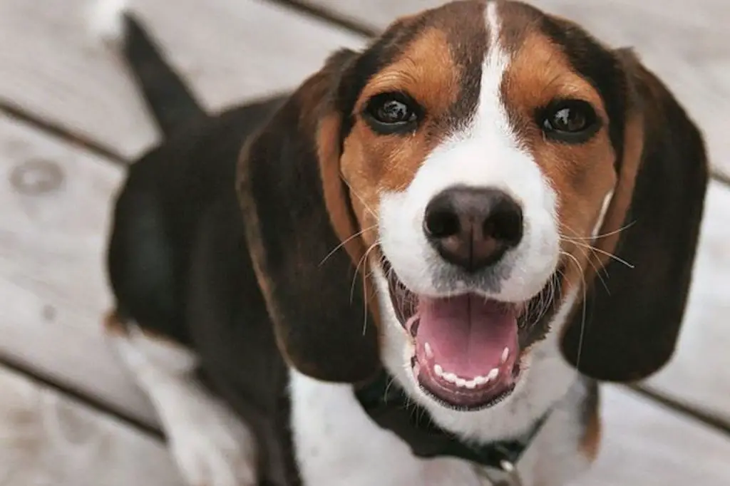 Jack Russell Beagle Cross