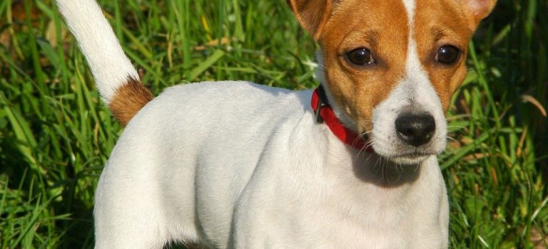 Jack Russell Health