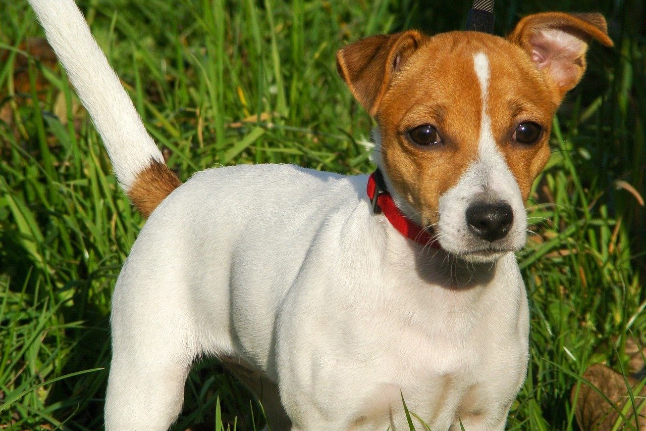 Jack Russell Health Keeping your Jack Russell Terrier Healthy