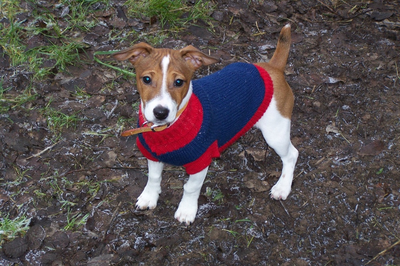 Miniature Jack Russells Size Personality And Temperament