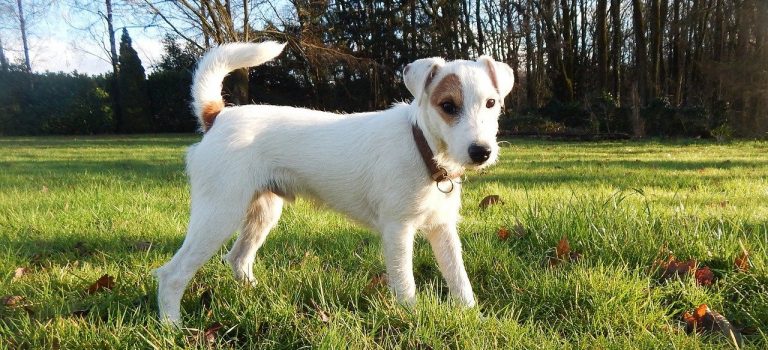Parsons Jack Russell
