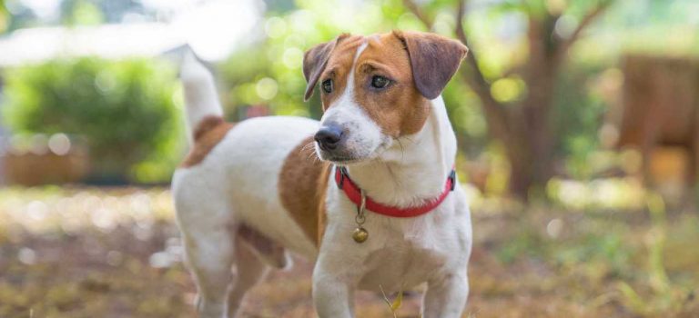 Rescue a Jack Russell