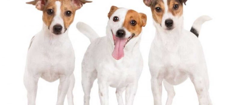 Types of Jack Russell