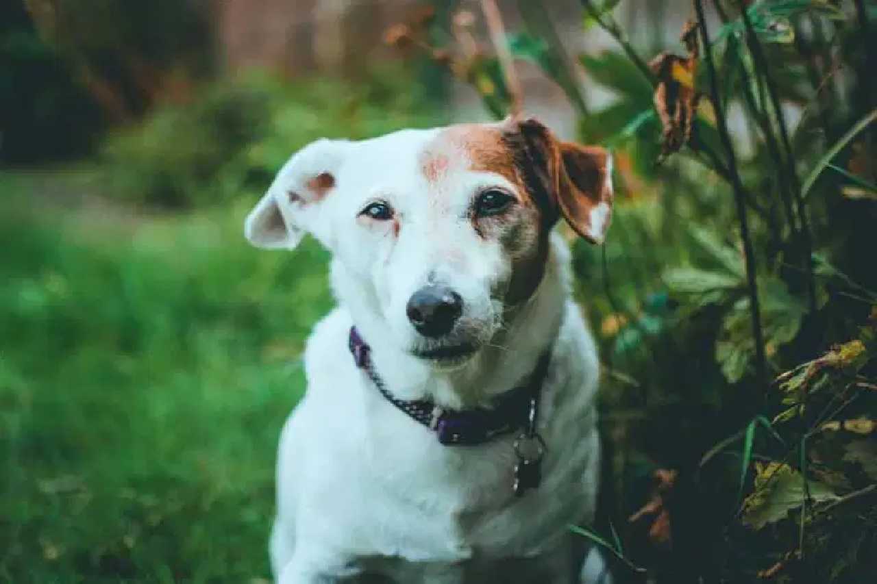 when-is-a-jack-russell-considered-a-senior-dog-jack-russell-world