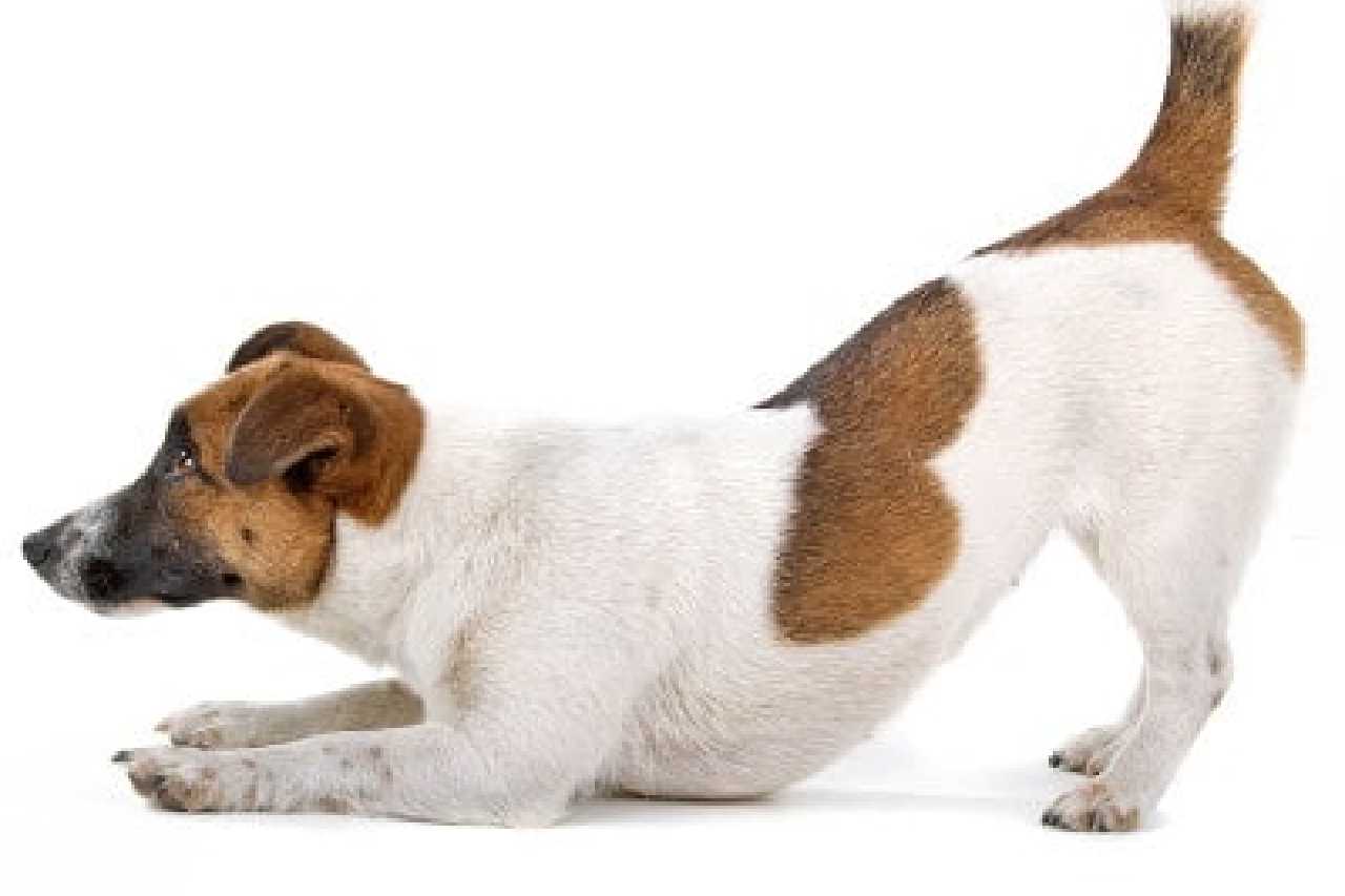 why do jack russell terriers shake