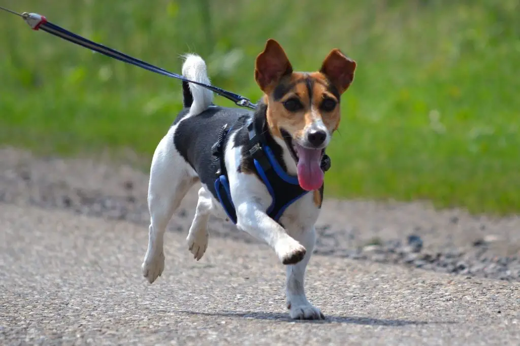 hyper jack russell