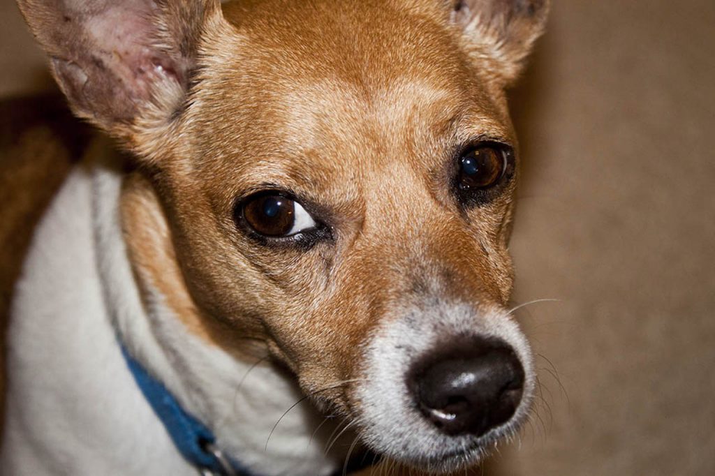 Jack Russell Mix Breeds Jack Chi