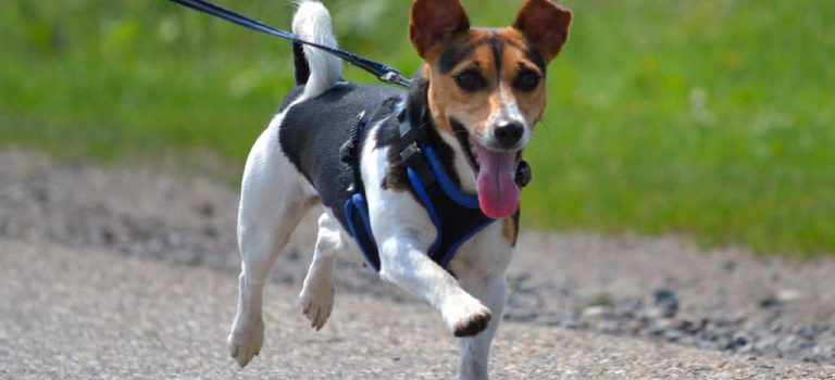 Choosing a dog harness for a Jack Russell