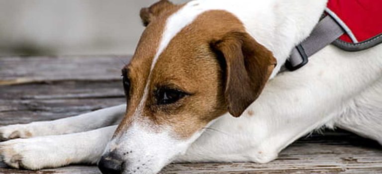 Jack Russell Anxiety
