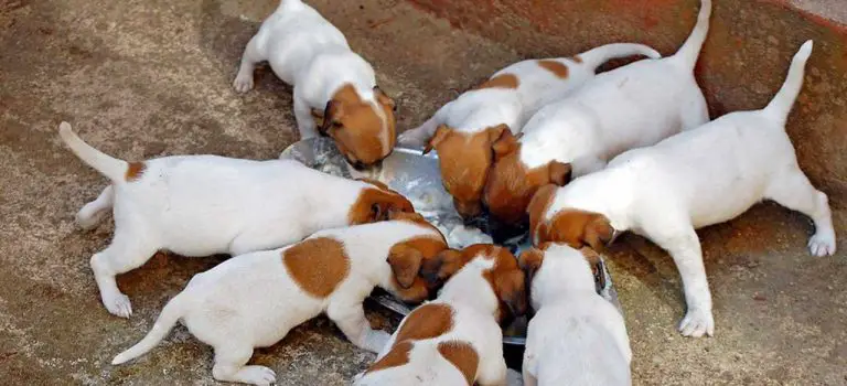 Jack Russell Feeding Guide