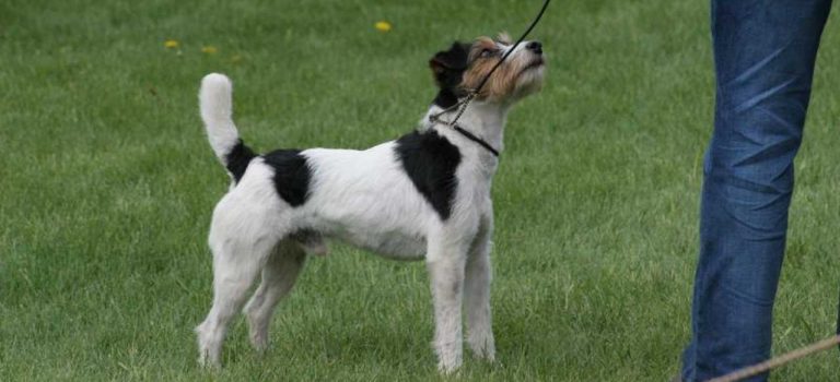 Are Jack Russell Terriers Smart
